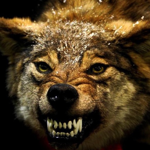Angry Wolf Hunting Simulator A Real Safari Pro icon