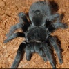 Spider Photos and Videos