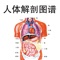 人体解剖图谱是医学院校解剖学教学的重要辅助工具书，也是每个医学生从医学入门到医疗实践工作中必备的案头工具书之一。