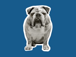 Make your human friends smile with these fun iMessage stickers featuring Frank and his friends