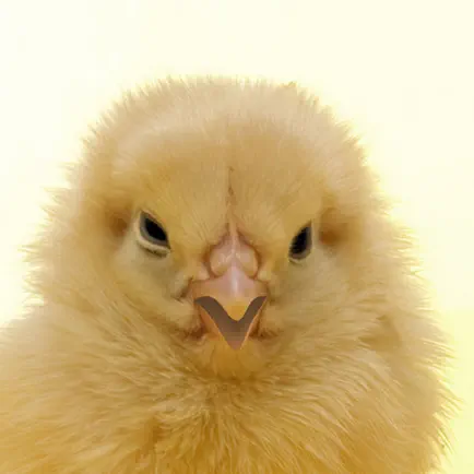 A Talking Chick Читы