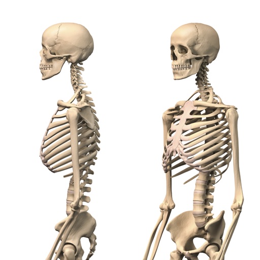 The Human Skeletal System HD icon