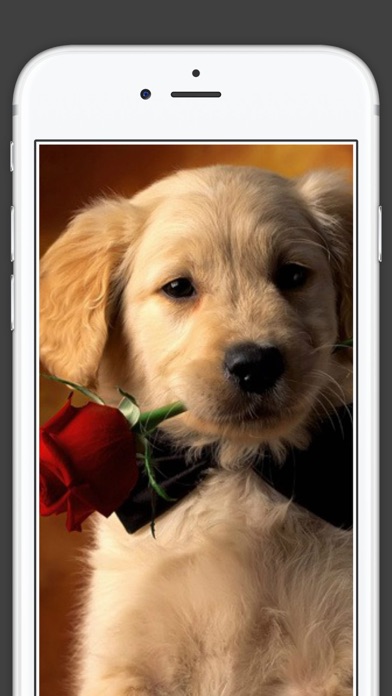 How to cancel & delete Cute Puppies animal Wallpapers, photos and Images from iphone & ipad 1