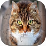 可爱 小猫 猫 拼图 难题 游戏 对于 童装