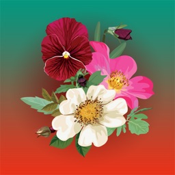 Pansy Flowers - Stickers for iMessage