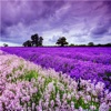 Provence Wallpapers HD: Quotes with Art