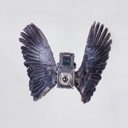 Birds Camera