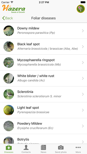 Brassica diseases(圖3)-速報App