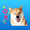 Shiba Inu Animated Stickers for iMessage