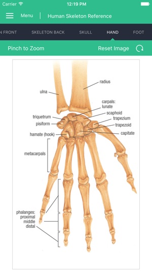 Human Skeleton Reference Guide(圖4)-速報App