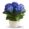Blue Flowers Bouquets
