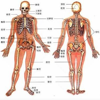Ma Qiang - 人类器官系统|人体骨骼构造大全 アートワーク