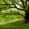 Meditasjonsmusikk 2 – Forest Peace