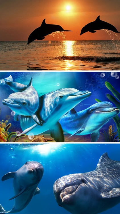 Beautiful Dolphins Wallpapers & Backgrounds HD screenshot-3