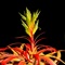 TILLI-CARDS are a reference guide for growing Tillandsia Air Plants