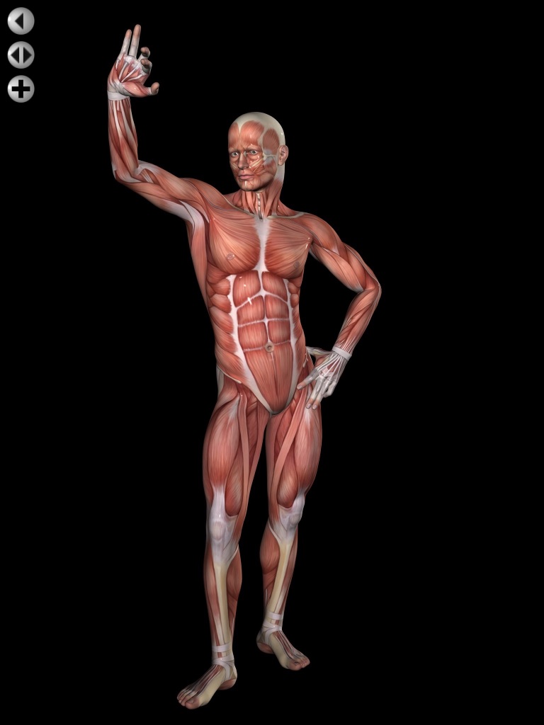360 Anatomy for Artists HD: Male Figure screenshot 3