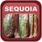 An Ultimate Comprehensive guide to Sequoia National Park