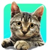 Meow Yourself: A Cat Face Cam and Pic Stickers (#MeowYourself)