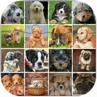 Cute Puppy Dogs Jigsaw Puzzles Games for Kids