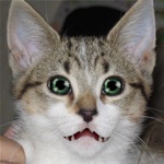 Gato Parlante
