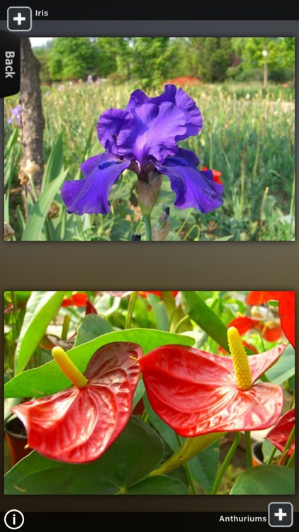 Flower Collection HD