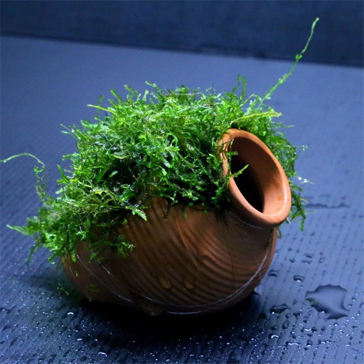 How to Grow Moss:Gardening Design and Tips icon