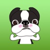 A Funny Boston Terrier Animated Stickers