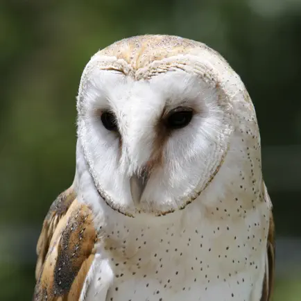 Owl Pellet Activities Lite Читы