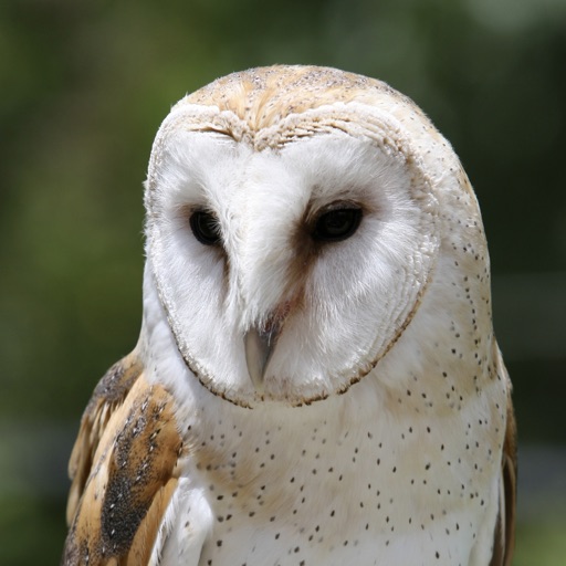 Owl Pellet Activities Lite