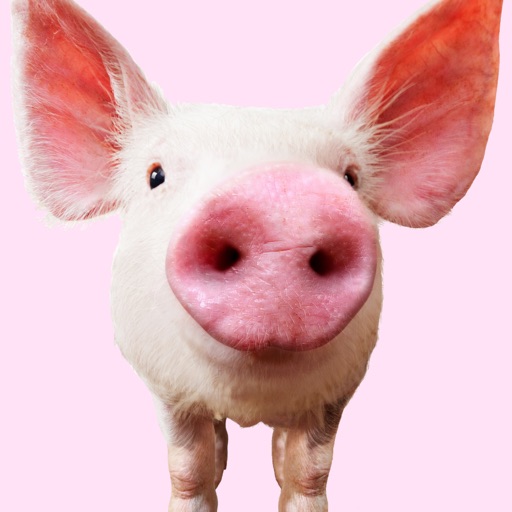 Pig Sounds iOS App