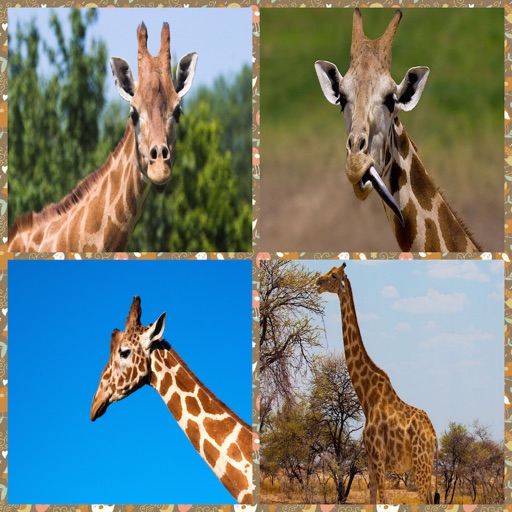 Free Giraffe Same icon