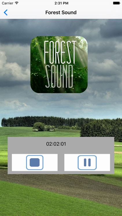 Forest Sounds for Sleep - Ambient Forest Sounds