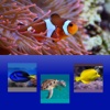 Which Is The Same Fish? for Clownfish and Friends