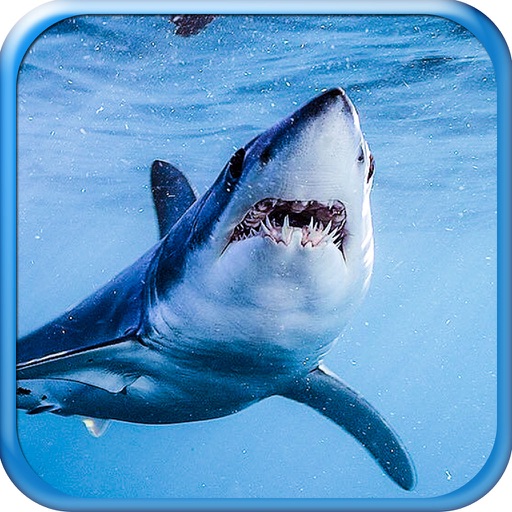 Shark! Hunting the Great White Hungry Shark Pro Icon