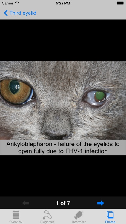 Feline Ophthalmology screenshot-4