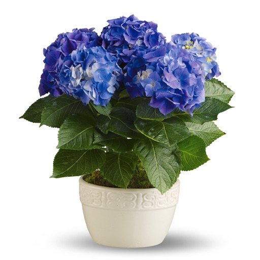 Blue Flowers Bouquets icon