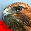 Wild Birds Hawk Video and Photo Galleries FREE