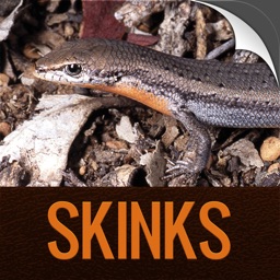 Perth Skinks