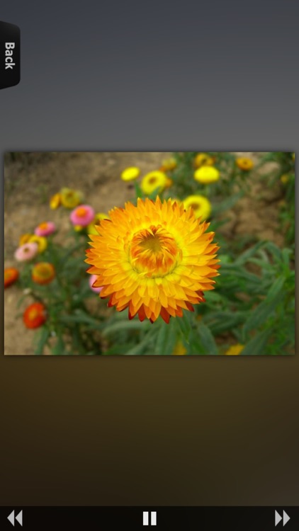 Flower Collection HD screenshot-3