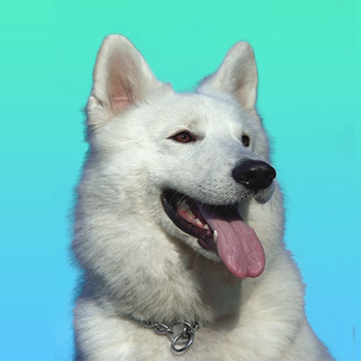 Dog Stickers for iMessage Chat by DeWitt Bro Co LLC