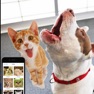 Get Cat Meow : Prank and troll your pets for iOS, iPhone, iPad Aso Report