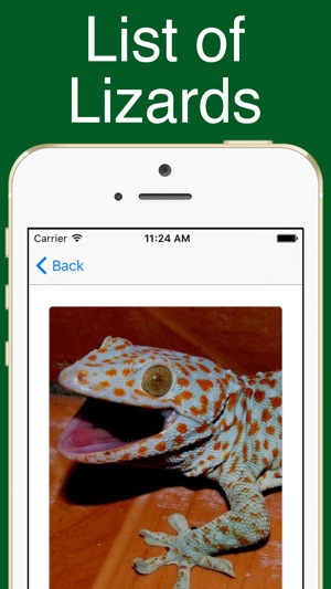 World Lizards!(圖1)-速報App