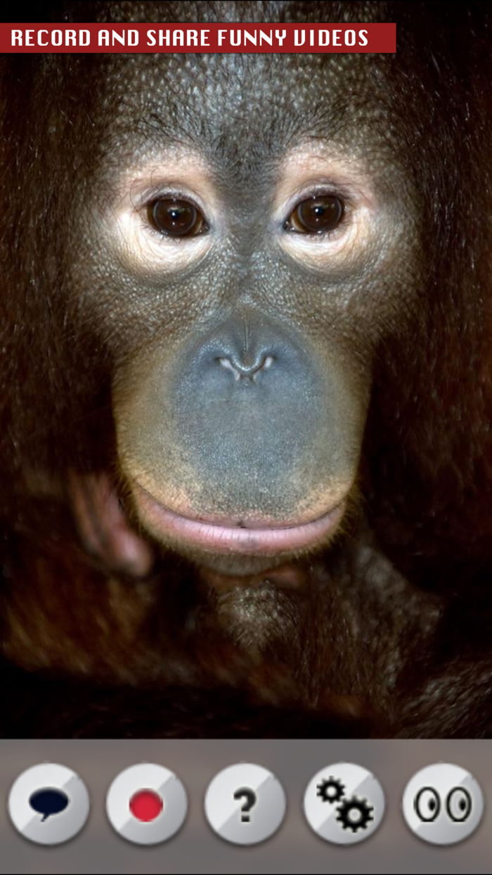 Talking Orangutan