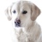 Icon Golden Retriever: Dog Breed Guide