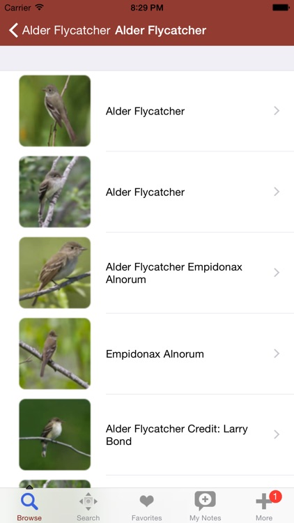 2000 Bird Species with Guides