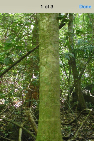 Rainforest Trees Australia screenshot 3