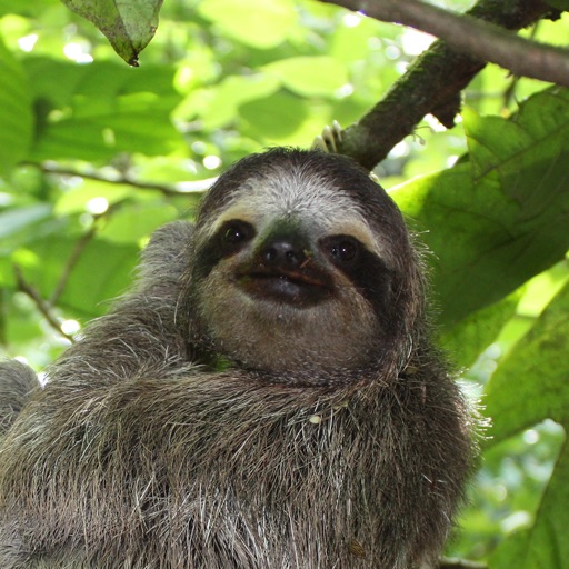 Flappy Sloth iOS App