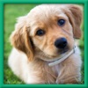 Real Cute Puppy Dog Simulation