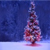 Christmas Facts Messages & Images / New Messages / Latest Messages / Christmas Greetings