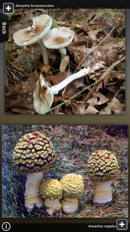 Mushrooms Encyclopedia
